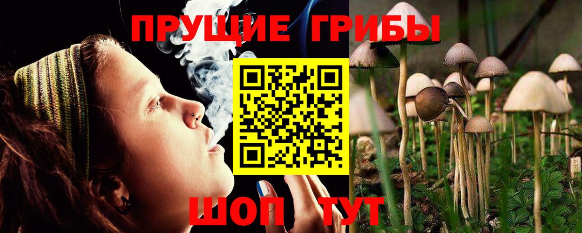 Псилоцибиновые грибы Cubensis Балтийск